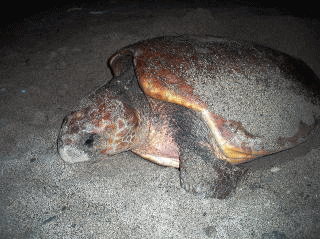 奄美大島の夜の海岸に現れたウミガメ